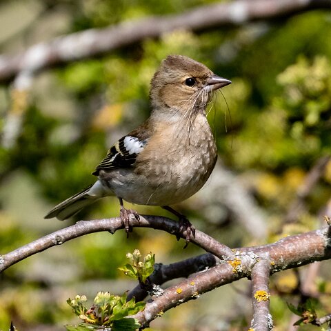 Chaffinch-14