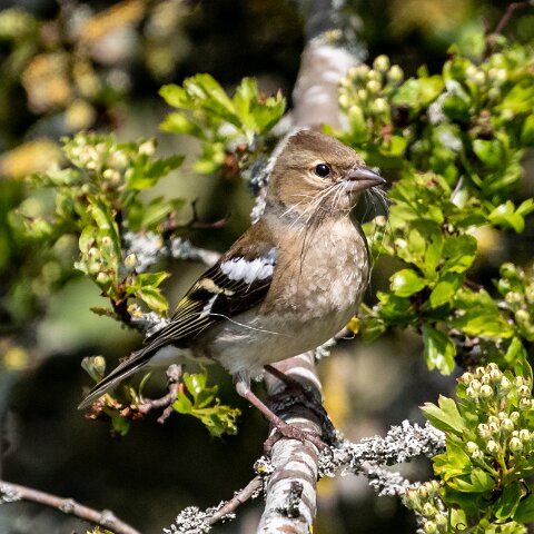 Chaffinch-15