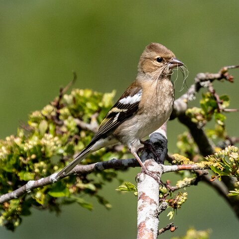 Chaffinch-16