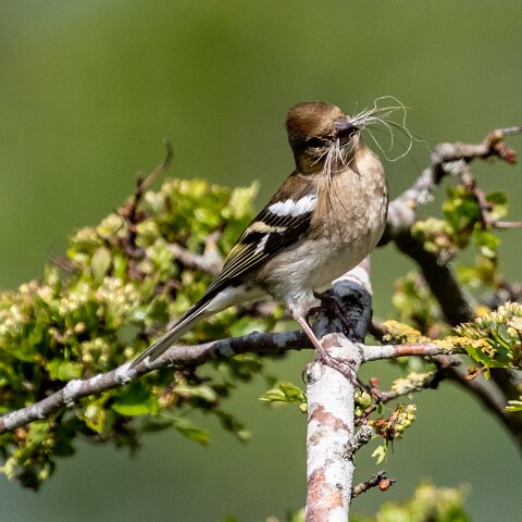 Chaffinch-17