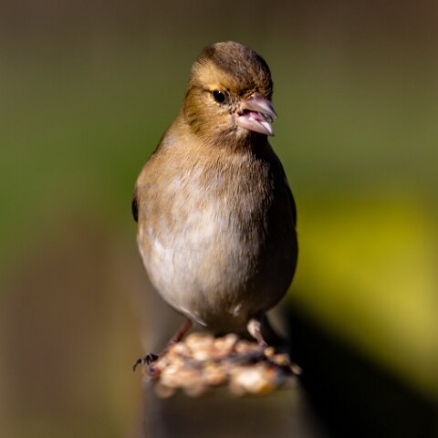 Chaffinch-2