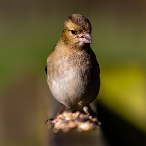 Chaffinch-3