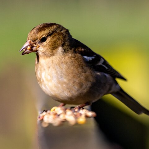 Chaffinch-4