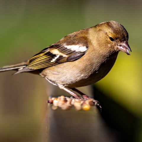 Chaffinch-5