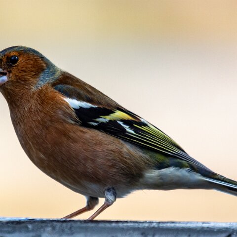 Chaffinch-6