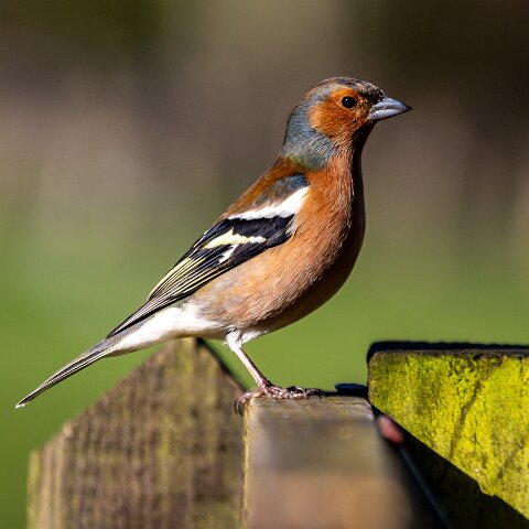Chaffinch-7