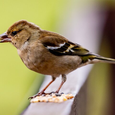 Chaffinch-9