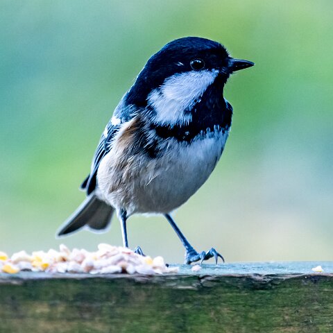 Coal-Tit-10