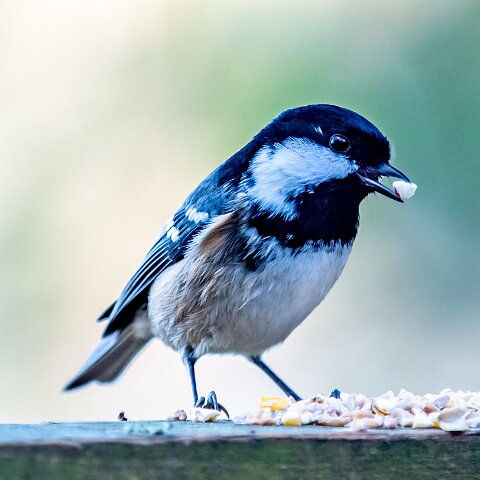 Coal-Tit-11