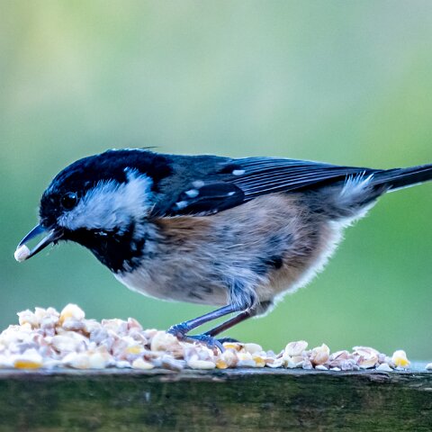 Coal-Tit-12