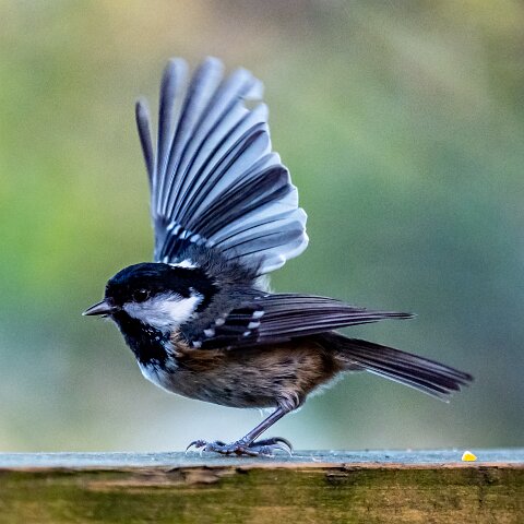 Coal-Tit-13