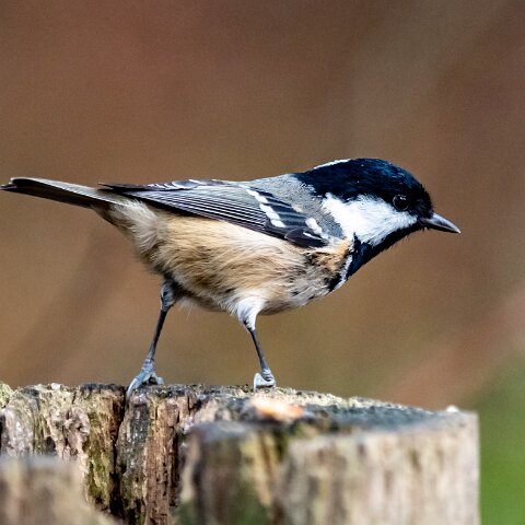 Coal-Tit-14
