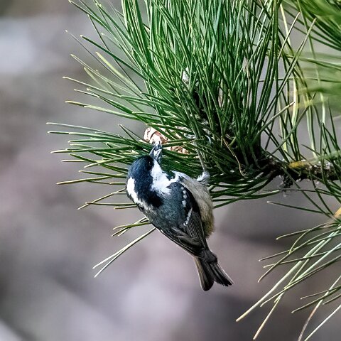 Coal-Tit-15