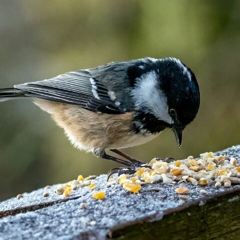 Coal-Tit-16