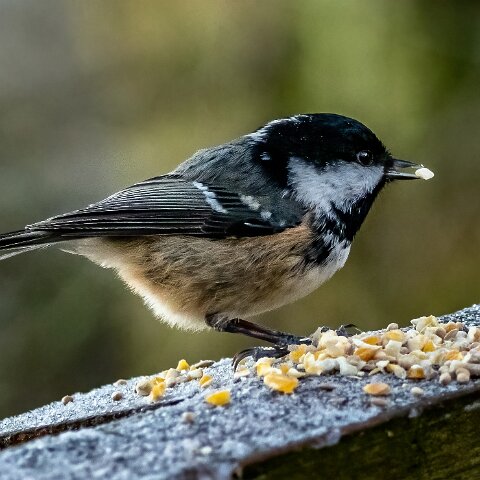 Coal-Tit-17