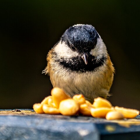 Coal-Tit-18