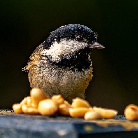Coal-Tit-19