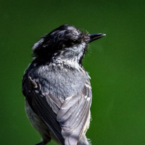 Coal-Tit-2