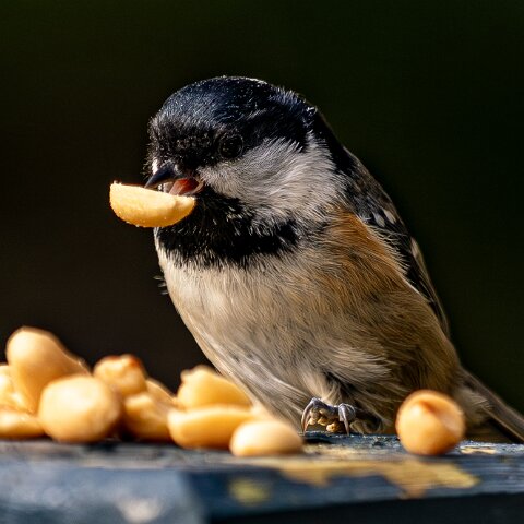 Coal-Tit-20