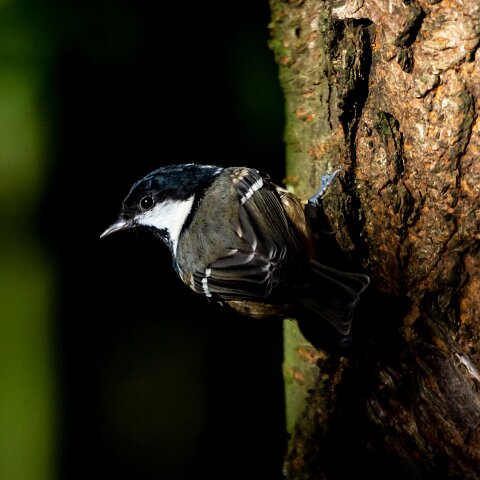 Coal-Tit-3