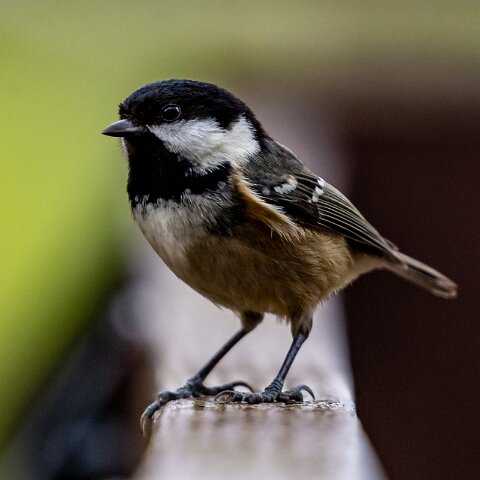 Coal-Tit-5