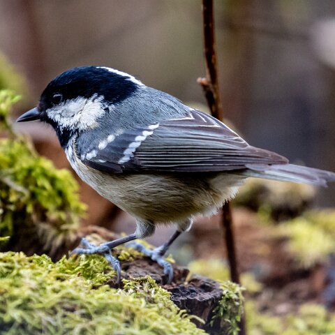 Coal-Tit-6