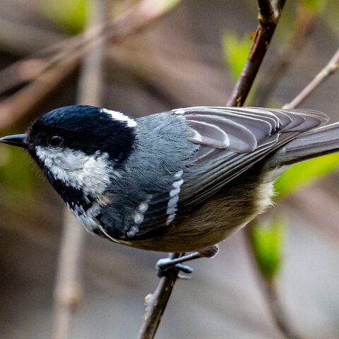 Coal-Tit-7