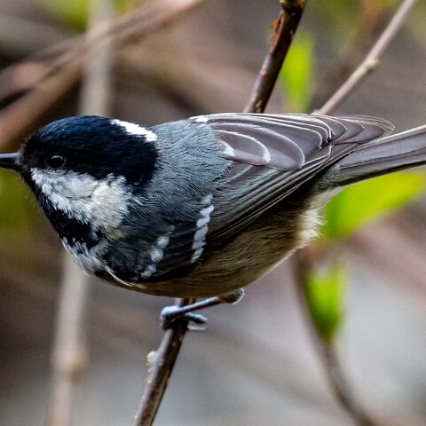 Coal-Tit-8