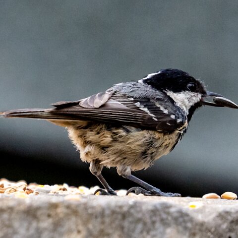 Coal-Tit-9