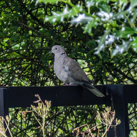 Collard-Dove-1