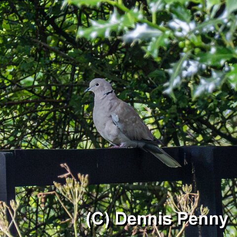 Collard-Dove-2