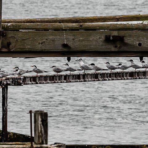 Common-Tern-9