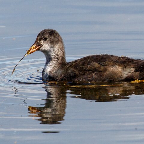 Coot-12