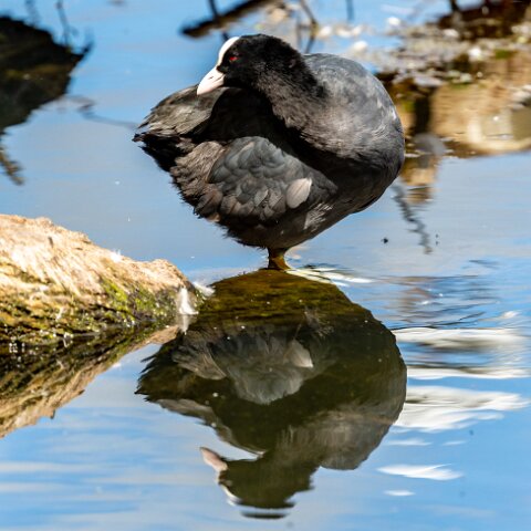 Coot-15