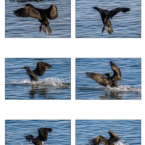 Cormorant-8