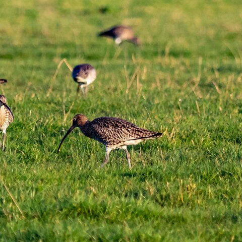 Curlew-12