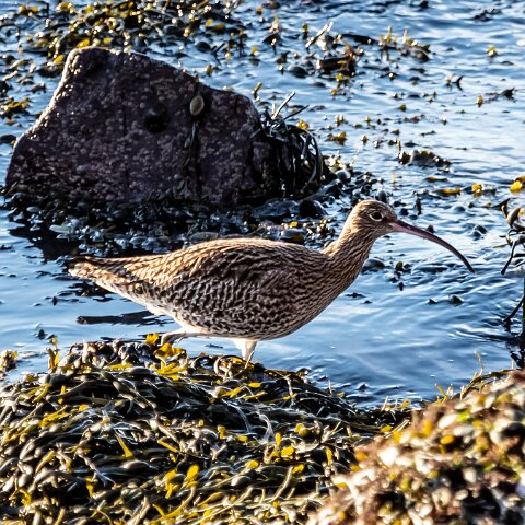 Curlew-16