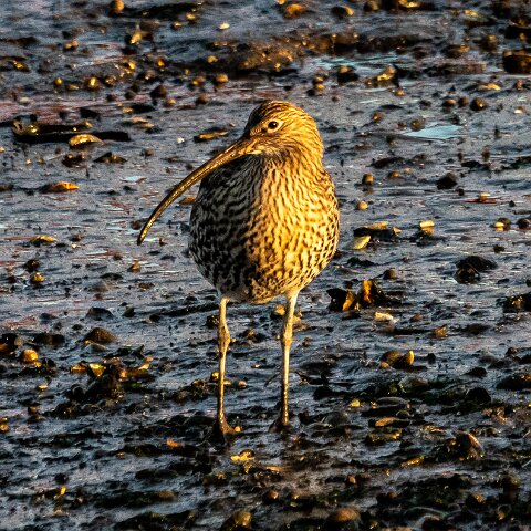 Curlew-17