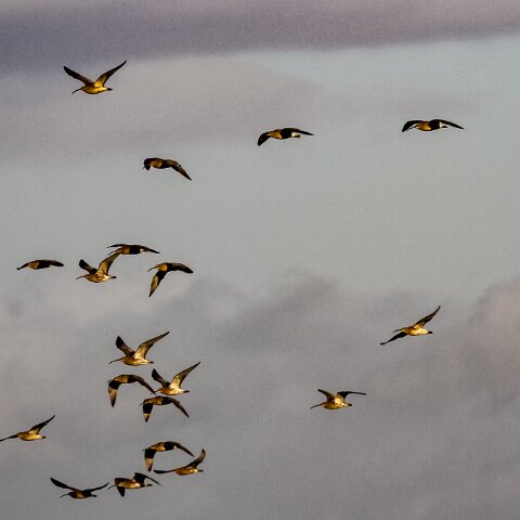 Curlew-4