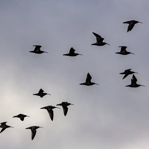 Curlew-6
