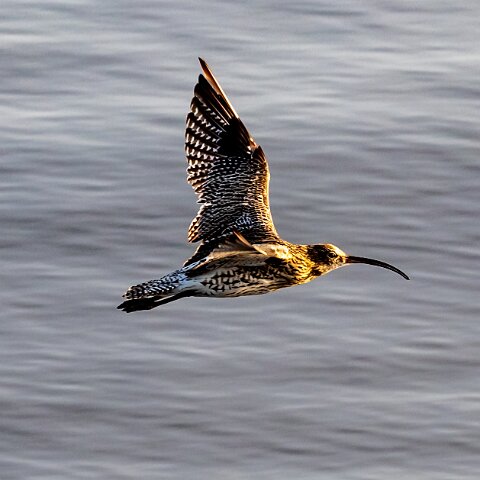 Curlew-7