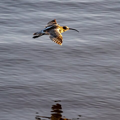 Curlew-9