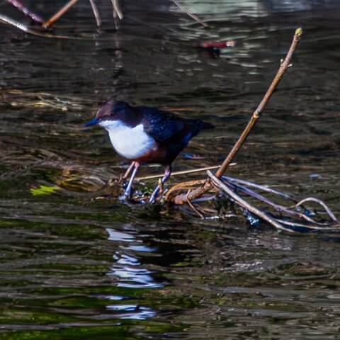 Dipper-1
