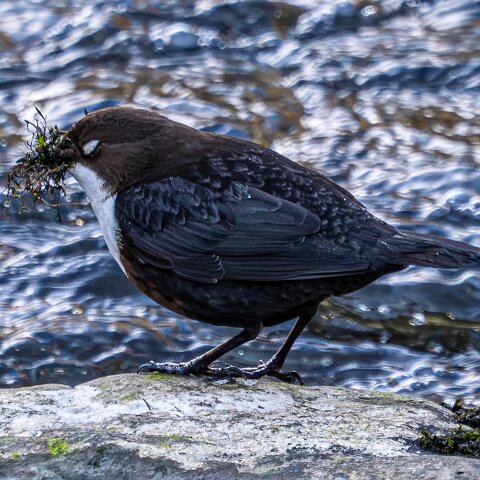 Dipper-10
