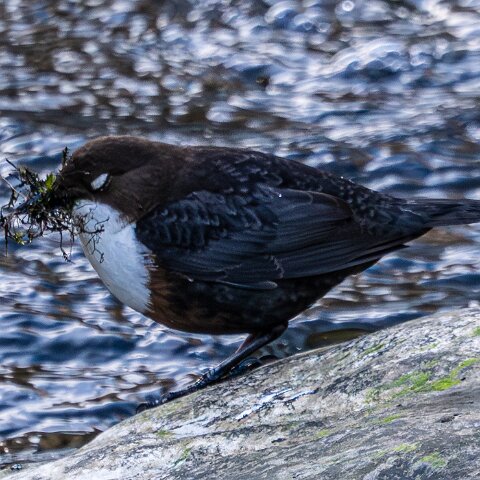 Dipper-11