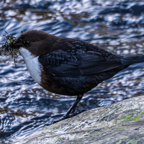 Dipper-12