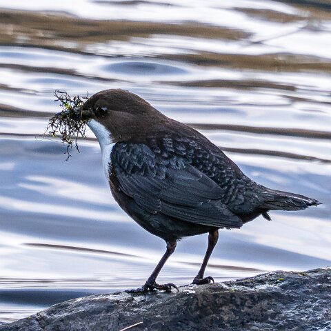 Dipper-13