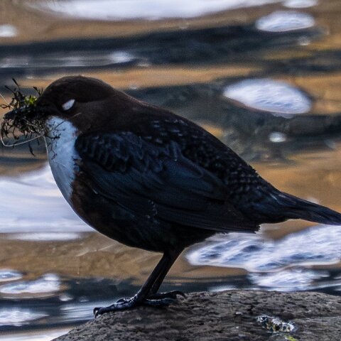 Dipper-14