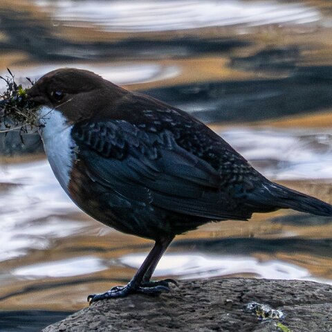 Dipper-15