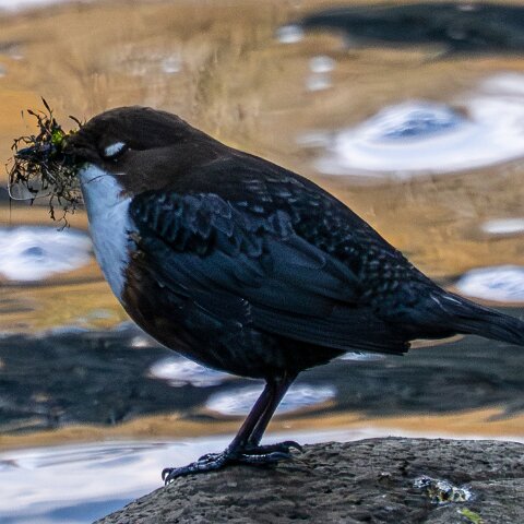 Dipper-16